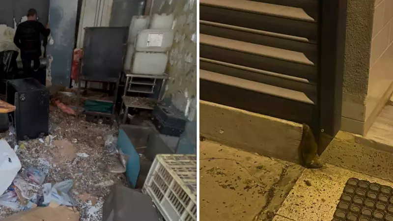 İstanbul'da Terk Edilmiş Dükkanda 100'e Yakın Fare Leşi Bulundu
