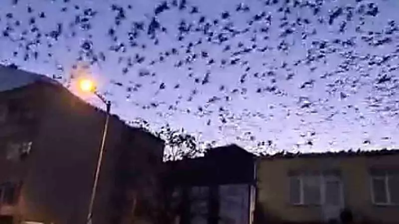 Tekirdağ'da Binlerce Yengeç Aynı Yöne Akın Etti: Deprem Habercisi Mi?
