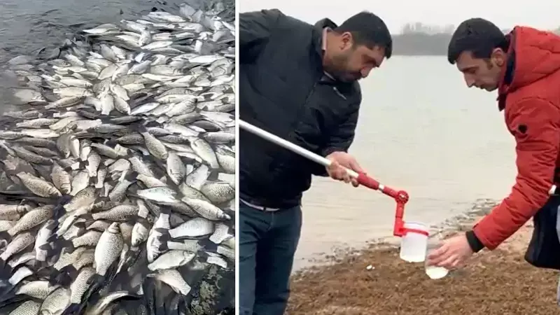 Temrezli Göleti'nde Toplu Balık Ölümleri: Numuneler Alındı, Araştırma Başlatıldı