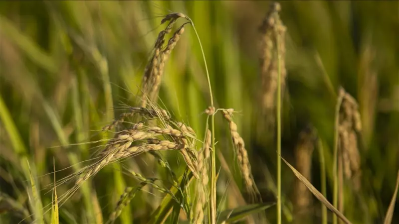 TMO Çeltik Alım Fiyatlarını Açıkladı: Baldo, Cammeo ve Osmancık Grupları İçin Ton Başına Fiyatlar