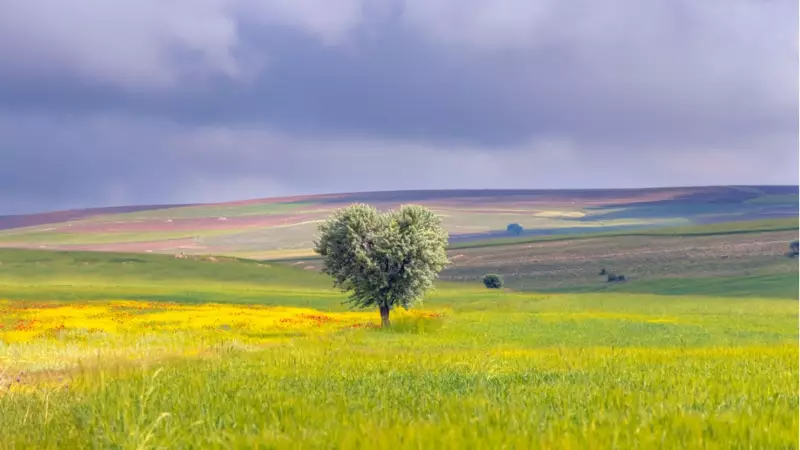 TOKİ 29 İlde 244 Arsayı 48 Ay Vadeli Satışa Çıkarıyor: Tarih, Yer ve Ödeme Planı