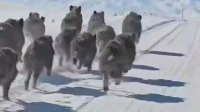 Van'da Korkutan Manzara: Yiyecek Bulamayan Yaban Domuzları Mahalleye İndi