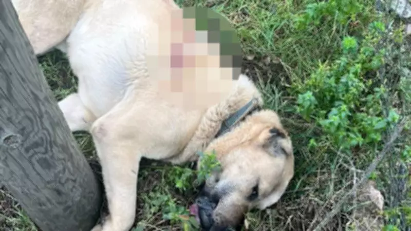 Zonguldak Ereğli'de Kangal Köpeği Tüfekle Vuruldu: Şüpheli Gözaltına Alındı