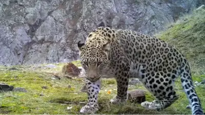 Anadolu Parsına Zarar Vermenin Cezası 45 Milyon TL Olarak Belirlendi