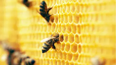 Arıların Görünmeyen Dünyası: 100 Milyon Yıllık Mucize ve Ekosistemin Kahramanları