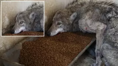 Bingöl'de İş Yerine Giren Kurt Yakalandı: Vatandaşlar Tedirgin