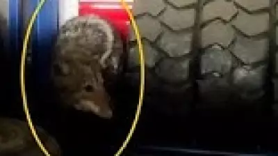 Bingöl'de İş Yerine Kurt Girdi: Çalışanlar Büyük Panik Yaşadı