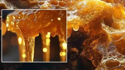 Coğrafi İşaretli Bal, Sahtecilikle Mücadelede ve İhracatta Güçleniyor