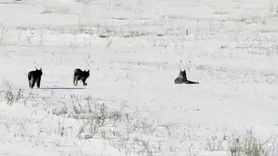 Elazığ'ın Karakoçan İlçesinde Nesli Tehlike Altındaki Vaşak Ailesi Görüntülendi