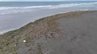 Hatay'da Asi Nehri'nin Su Sümbülleri Fırtınayla Akdeniz'e Taşındı