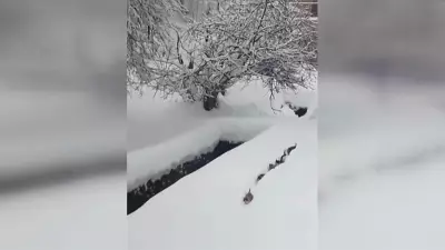 Kastamonu'da İmamın Çağrısına Uyan 6 Kedi Kardan Yol Açtı