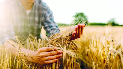 Trakya'da Buğday Alarmı: Mevsim Normallerinin Üzerindeki Sıcaklıklar Erken Gelişime Neden Oldu