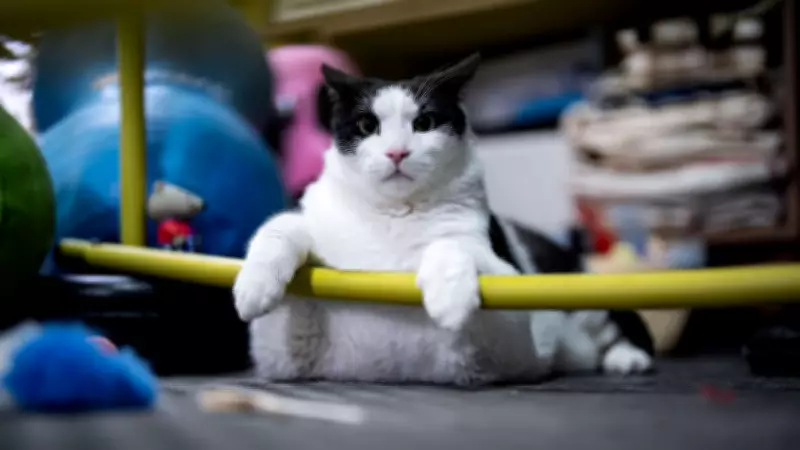 12 Kiloya Ulaşan Kedi Boncuk, Diyet ve Pilatesle Sağlığına Kavuşuyor