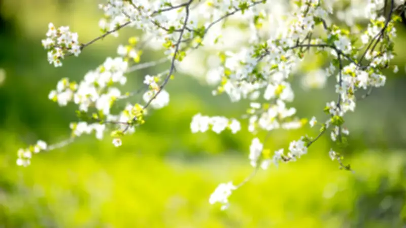 2026 Cemre Düşme Tarihleri Açıklandı: Baharın Müjdecisi Ne Zaman?