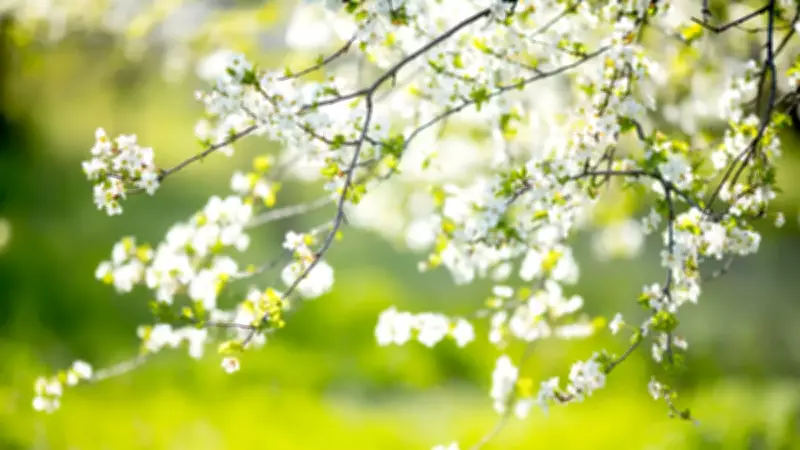 2026 Cemre Düşme Tarihleri Açıklandı: İlk Cemre Ne Zaman?