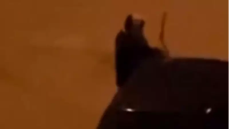 Adana'da Alkollü Kadın, Park Halindeki Araçların Sileceklerini Kırdı