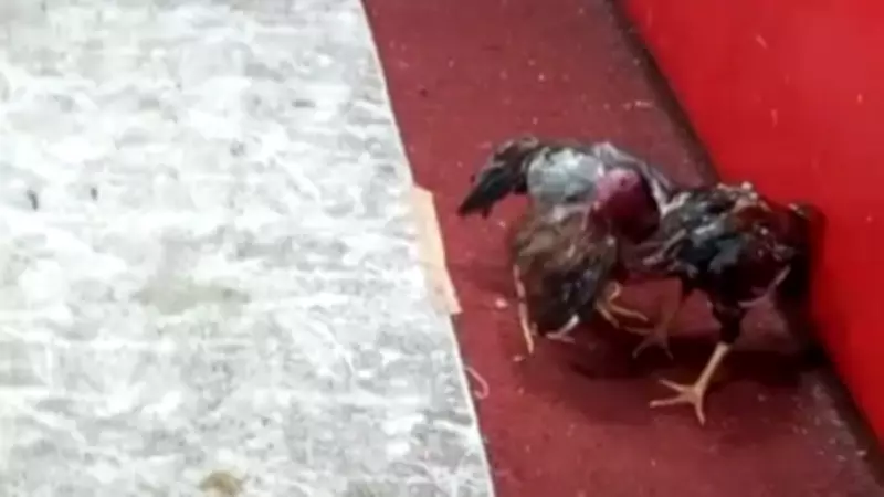 Adana'da Horoz Dövüşü Operasyonu: Temizlikçi Kılığındaki Polisler 57 Kişiye Ceza Kesti