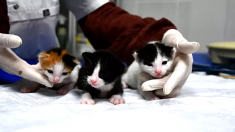 Adana'da Yaşam Mücadelesi: Zor Doğumda 2 Yavrusunu Kaybeden Kedi Sezaryenle 3 Bebeğe Kavuştu