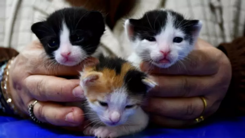 Adana'da Zor Doğum Yapan Kedi, Sezaryenle Üç Yavrusuna Kavuştu
