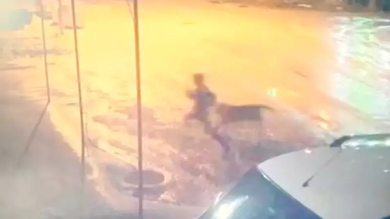 Adıyaman'da Sokak Köpekleri Saldırısı: 10 Yaşındaki Çocuk Vatandaşların Müdahalesiyle Kurtarıldı