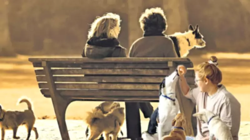 AK Partili Mesten: 'Çocuk Yerine Köpek Alınıyor, Aile Modeli Değişiyor'