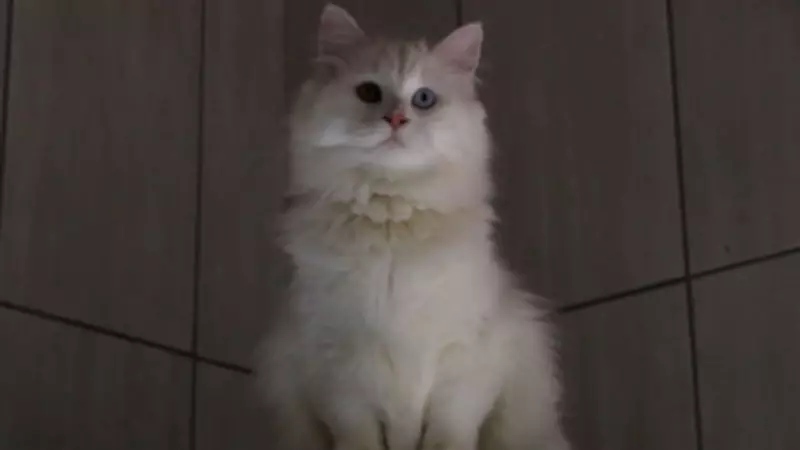 Ankara Kedisi Koruma Merkezi'nde 700'e Yakın Sahiplendirme Gerçekleştirildi