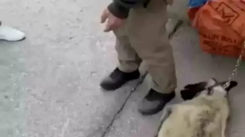 Ankara'da Kamyonetin Arkasına Bağlanarak Sürüklenen Köpek Kurtarıldı, Sürücü Gözaltında