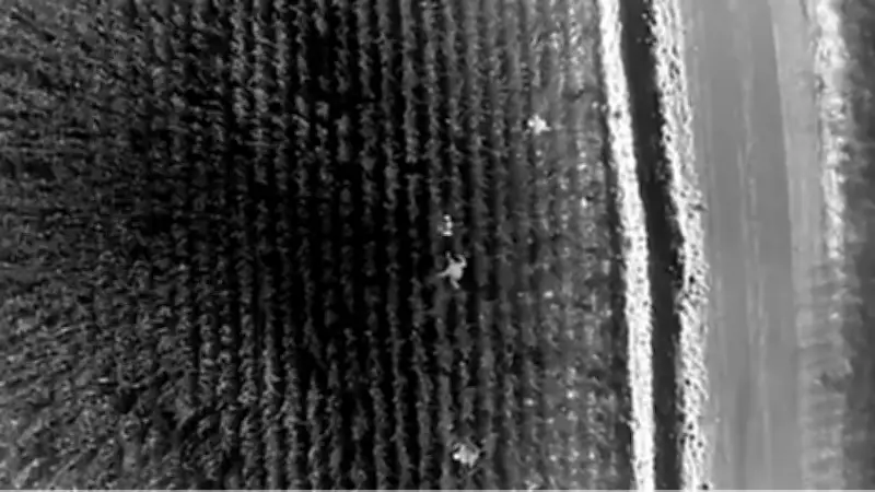 Şanlıurfa'da Pusu Cinayeti: Şüpheliler Drone Destekli Operasyonla Mısır Tarlasında Yakalandı