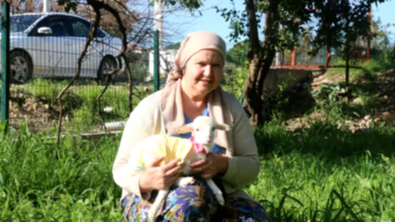Antalya'da Meliha Erten, Bebek Gibi Büyüttüğü Kuzusu Naciye'yi Yanından Ayırmıyor