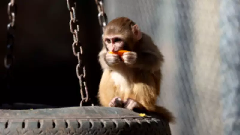 Antalya'da Uyuşturucu Operasyonunda Kurtarılan Maymun Yavrusu Portakal, Yetimler Barınağı'nda