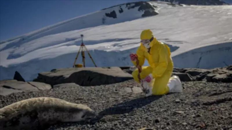 Antarktika'dan Gelen Umut: Yeni İlaçlar ve Biyogübreler İçin Kritik Veriler