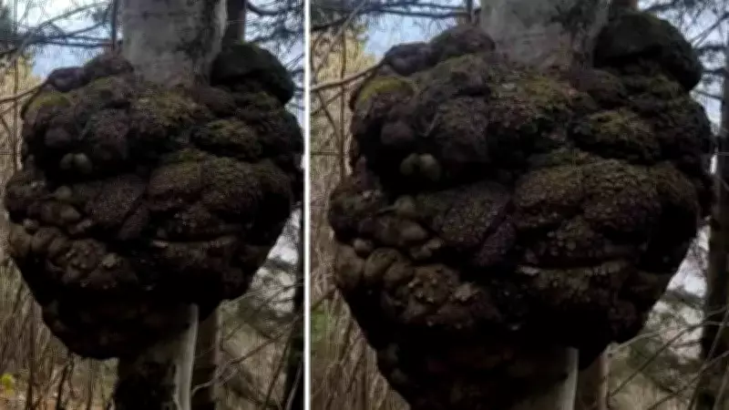 Araklı'da Devasa Ağaç Uru Keşfedildi: Lüks Mobilyada Altın Değerinde