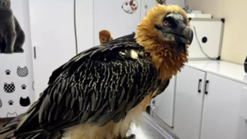 Artvin'de Sakallı Akbaba Tedavi Edildi ve GPS Takılarak Doğaya Salındı