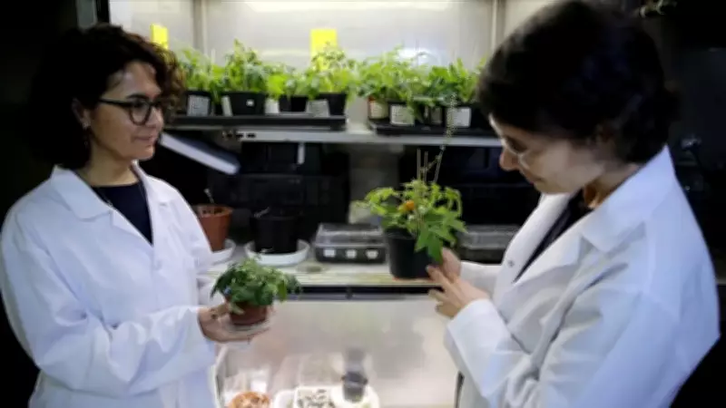 Ay ve Mars Toprağında Domates Yetiştirildi: TÜBİTAK Destekli Proje Başarıya Ulaştı