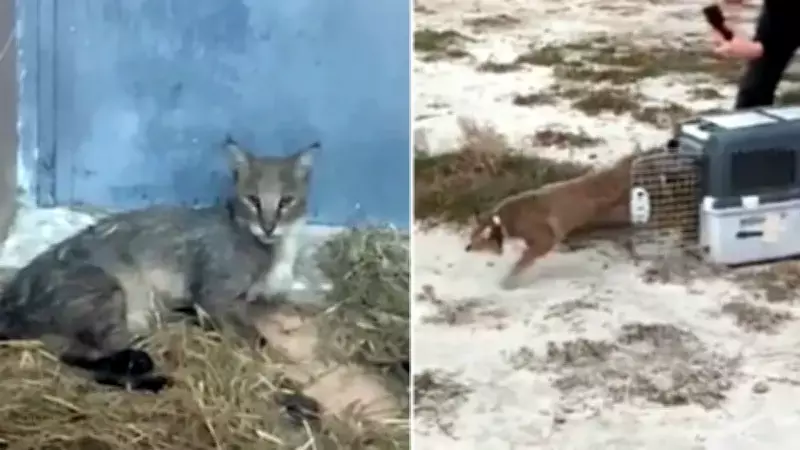 Aydın'da Yaralı Bulunan Saz Kedisi, Yoğun Tedavi Sonrası Doğaya Salındı