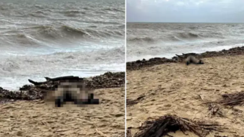 Ayvalık Sahilinde Kadın Cesedi Bulundu: Düzensiz Göçmen Olduğu İddiası