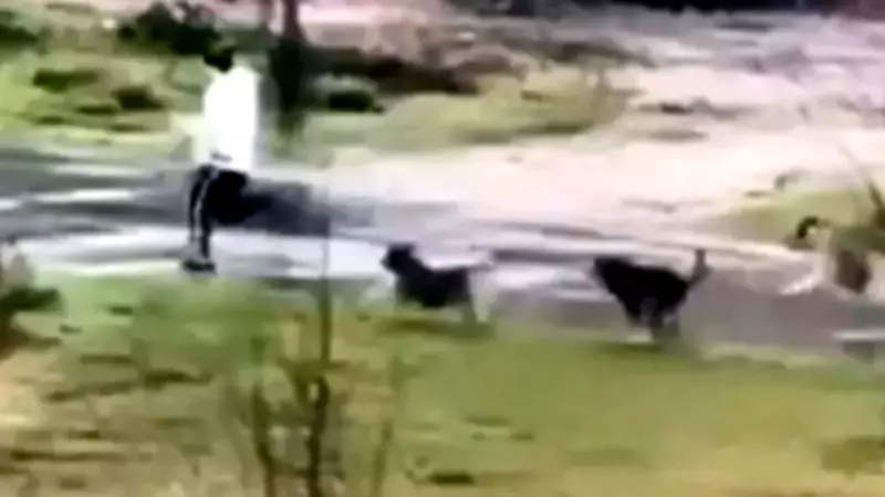 Başakşehir ve Beylikdüzü'nde Sokak Köpeği Saldırıları: Kedi Hayatını Kaybetti, Yürüyüş Yapan Kişi Kaçarak Kurtuldu