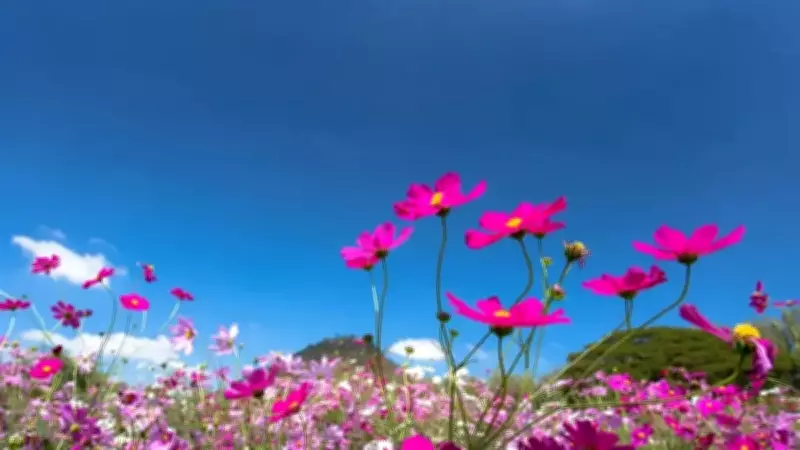 Baharın Müjdecisi Üçüncü Cemre 5-6 Mart'ta Toprağa Düşecek