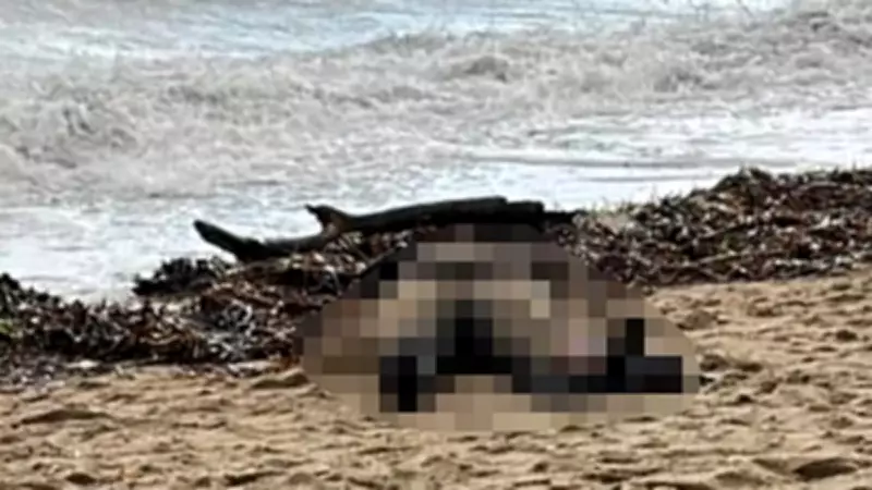 Balıkesir Ayvalık Sahilinde Kadın Cesedi Bulundu, Göçmen İhtimali Araştırılıyor