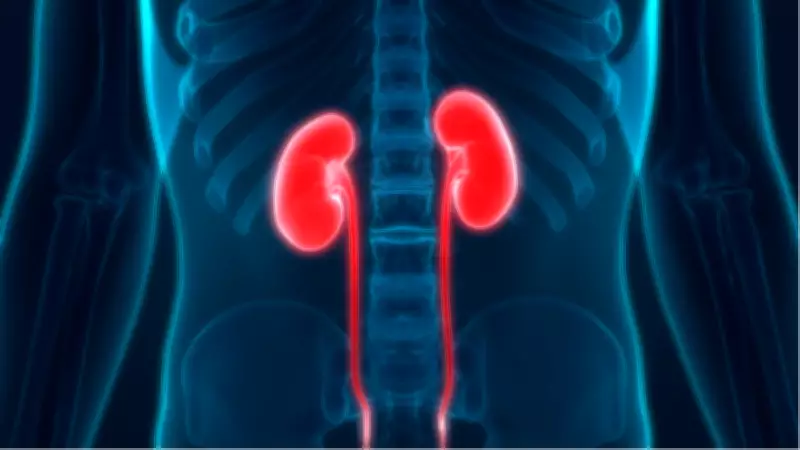Böbrek Sağlığını Tehdit Eden Günlük Hatalar ve Korunma Yolları