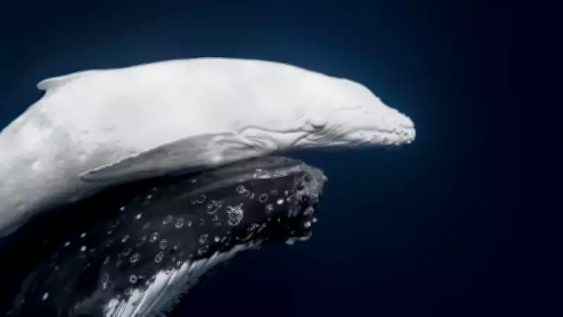 Beyaz Kambur Balina Fotoğrafı Dünya Doğa Ödülü'nü Kazandı