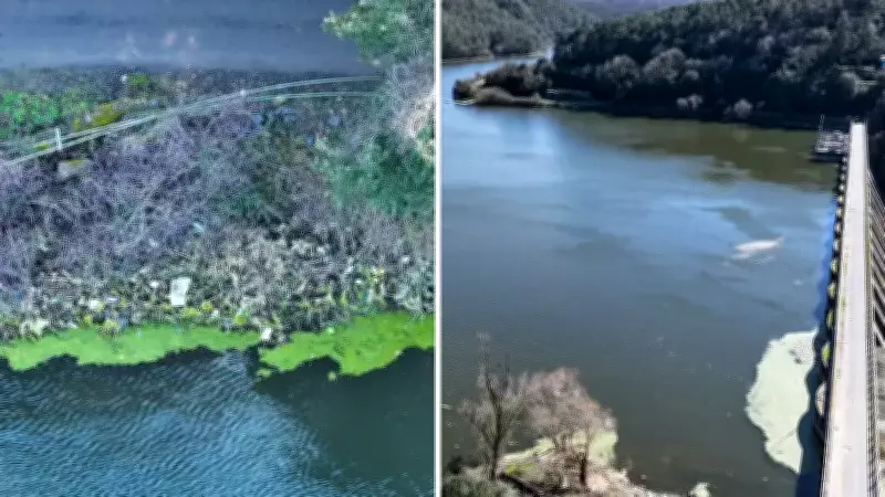 Beykoz'daki Elmalı Barajı'nda Çevre Felaketi: Atık ve Alg Birikimi