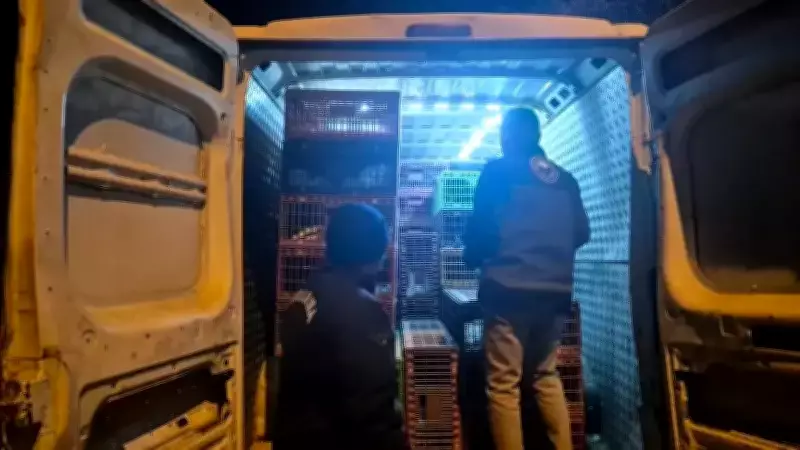 Bilecik'te 1.265 Kanatlı Hayvan Belgesiz Taşınırken Yakalandı: 52 Bin 720 TL Ceza