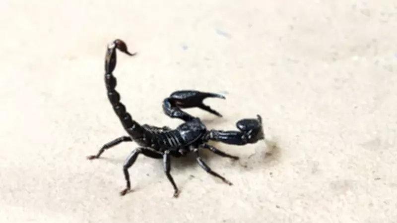 Bilim Dünyasında Çığır Açan Gelişme: Akrep Sokma Riskleri Artık Haritalanabiliyor