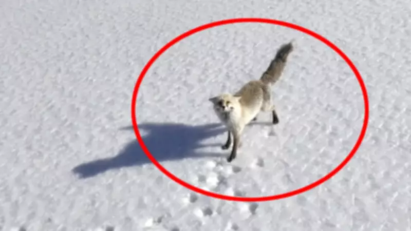 Bitlis'te Tilkinin Drone ile Karşılaşması İzleyenleri Gülümsetti