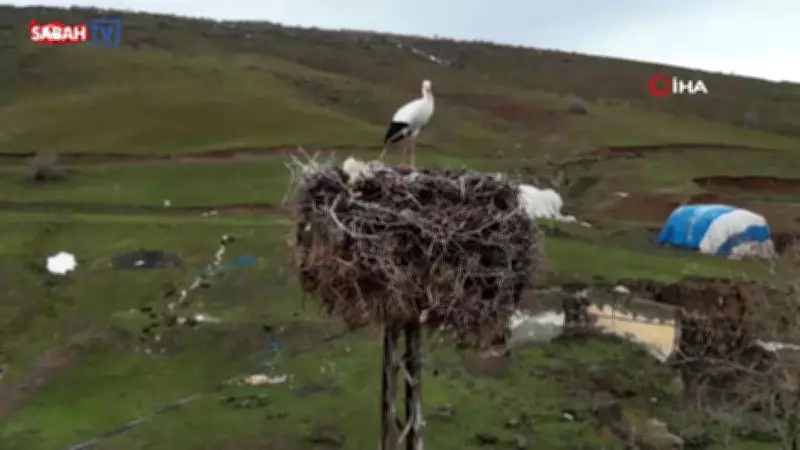Bitlis'te Yıllardır Göç Etmeyen Leylek Köyün Simgesi Oldu