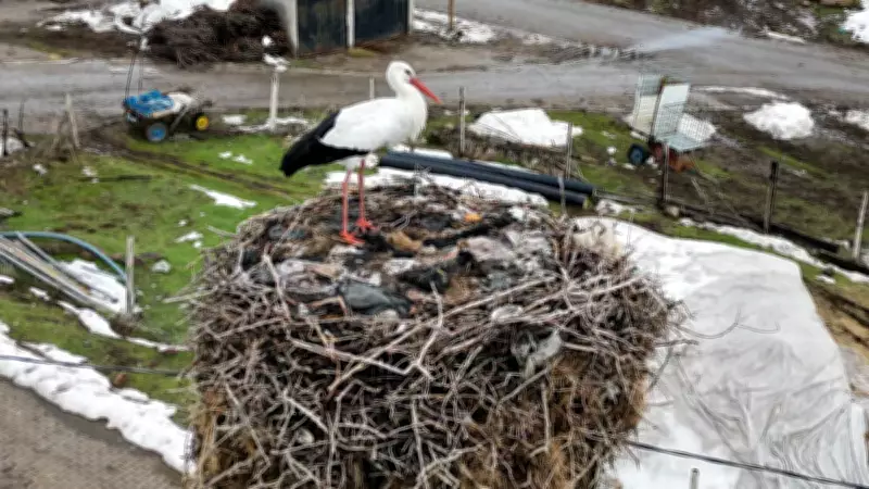 Bitlis'teki Leylek 3 Yıldır Göç Etmiyor, Köyün Maskotu Oldu