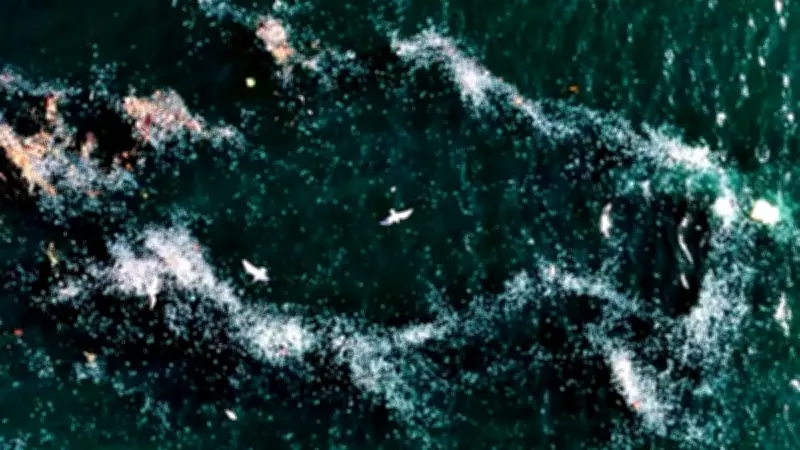 Boğaz'daki Kirlilik Denizanası İstilasına Yol Açtı: Kandilli'de Endişe Verici Görüntüler