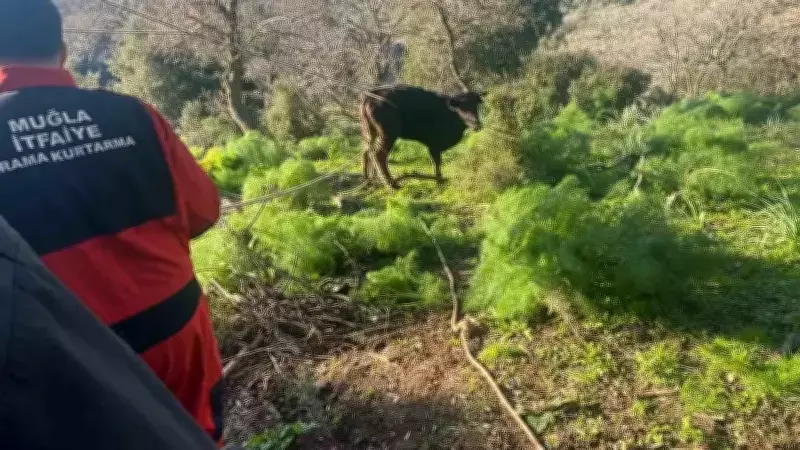 Bodrum'da 10 Metrelik Kuyuya Düşen Buzağı İtfaiye Ekipleri Tarafından Kurtarıldı
