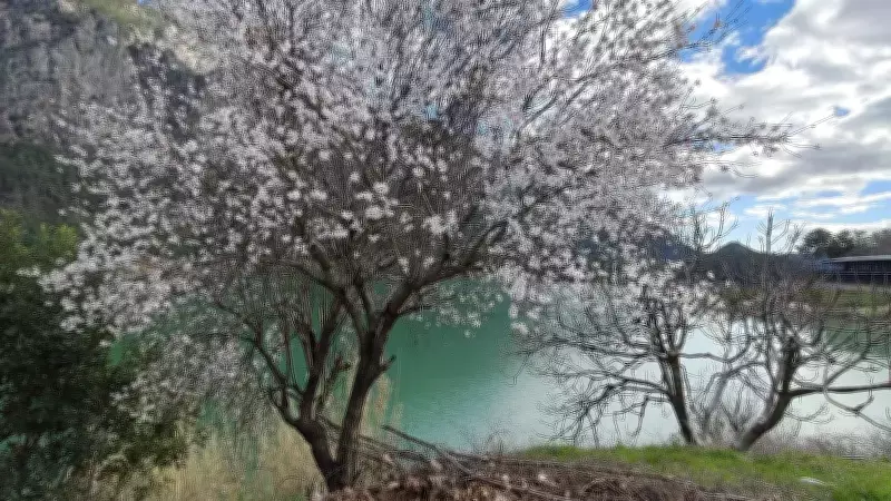 Burdur'da İklim Değişikliği: Badem Ağaçları Şubat'ta Çiçek Açtı